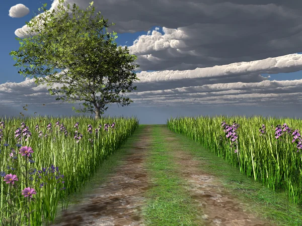 Country road on the meadow — Stock Photo, Image