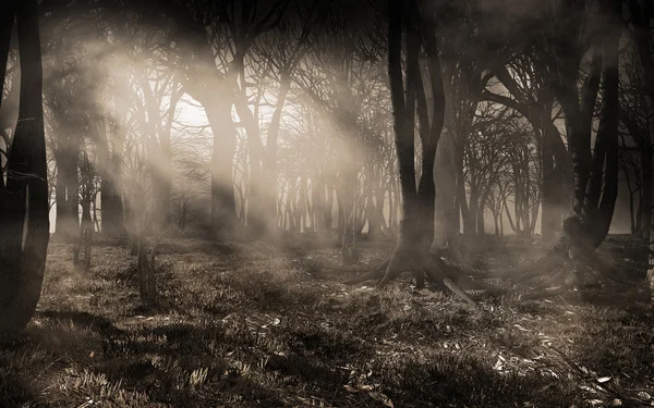 Rayos de sol en el bosque —  Fotos de Stock