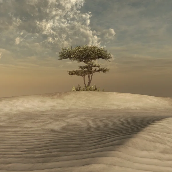 Árvore no meio de um deserto — Fotografia de Stock