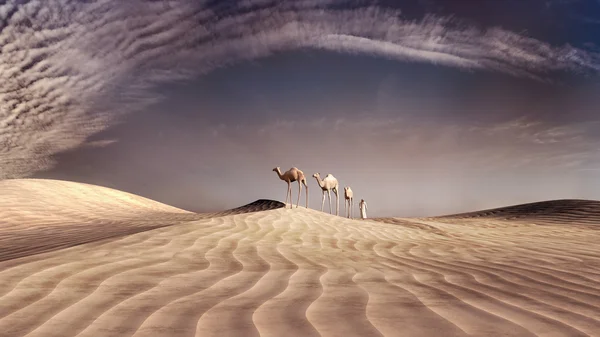 Três camelos — Fotografia de Stock