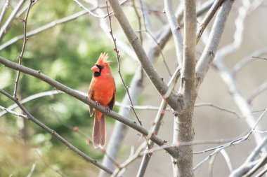 Kuzey Kardinali (Cardinalis Cardinalis) bir ağaç dalına tünemiştir. Maryland. ABD