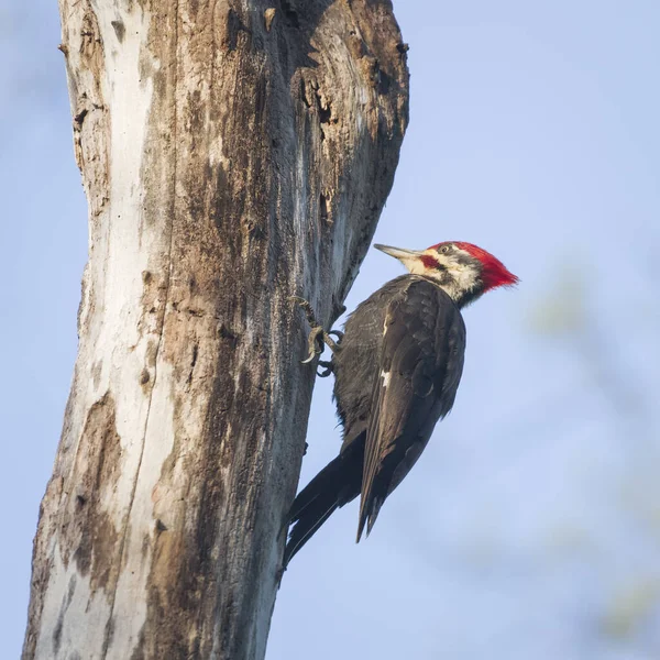 Male Pileated Woodpecker Dryocopus Pileatus Looking Insects Dead Tree Chesapeake — ストック写真