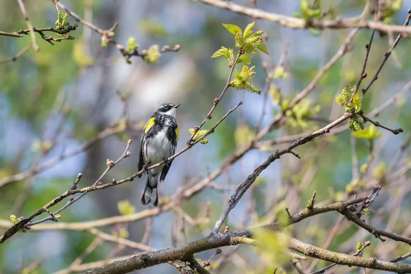 Gelber Rumpelsänger Setophaga Coronata Chesapeake Und Ohio Canal National Historical — Stockfoto