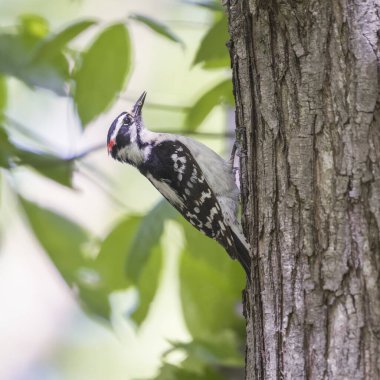 Erkek ağaçkakan (Dryobates ergenleri) avı ile birlikte. Chesapeake ve Ohio Ulusal Tarih Parkı. Maryland. ABD