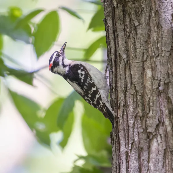 Pica Pau Macho Dryobates Pubescens Com Sua Presa Chesapeake Ohio — Fotografia de Stock