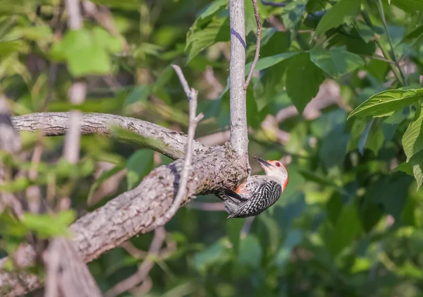 Pájaro Carpintero Vientre Rojo Macho Melanerpes Carolinus Picoteando Una Rama — Foto de Stock