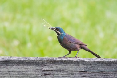 Yuva malzemesi ile erkek grackle (Quiscalus quiscula). Chesapeake ve Ohio Kanalı Ulusal Tarih Parkı. Maryland. ABD