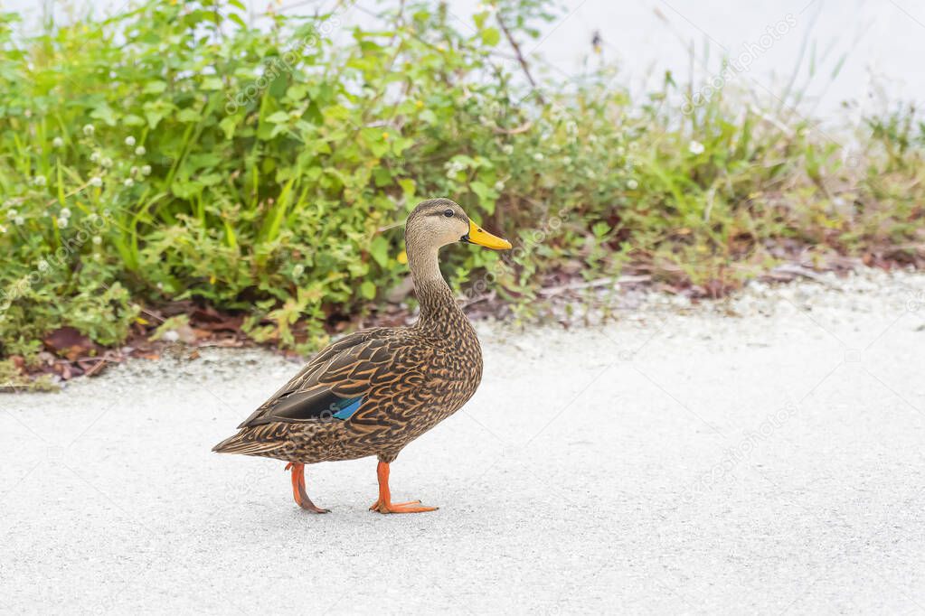Mottled duck (Anas fulvigula) walking on a lake shore in J.N. Ding Darling NWR. Florida. USA