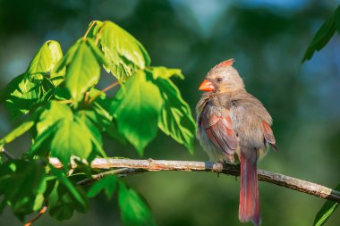 Kuzey Kardinali (Cardinalis Cardinalis) bir ağaç dalında oturuyor. Chesapeake ve Ohio Kanalı Ulusal Tarih Parkı. Maryland. ABD