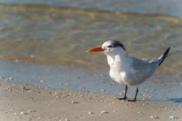 Royal Tern Thalasseus Maximus Walking Beach Coast Gulf Mexico Fort — Fotografia de Stock