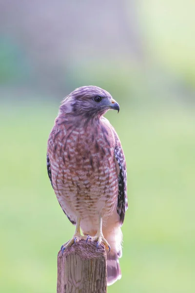 Red-shouldered hawk (Buteo lineatus) sitting on a fence. Maryland. USA