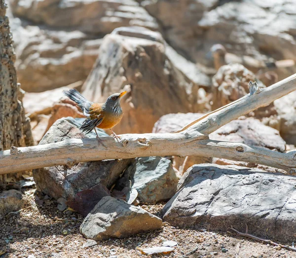 Rufous Backed Thrush Rufous Backed Robin Turdus Rufopalliatus Sitting Dead — Zdjęcie stockowe