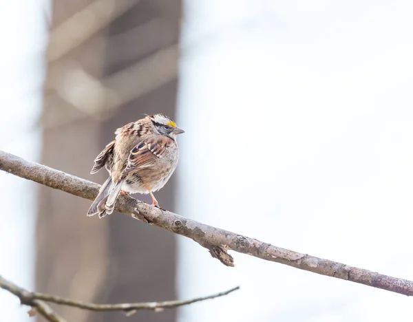 White Throated Sparrow Zonotrichia Albicollis Sitting Tree Branch Chesapeake Ohio — Photo