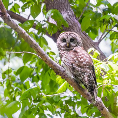 Northern Barred owl (Strix varia) sitting on a tree branch. Chesapeake and Ohio Canal National Historical Park. Maryland. USA