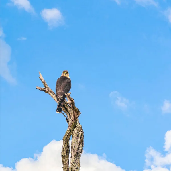 Merlín Falco Columbarius Sentado Árbol Muerto Blackwater National Wildlife Refuge — Foto de Stock