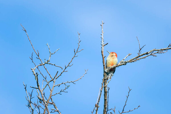 Male Red-bellied woodpecker (Melanerpes carolinus) pirching at a tree branch. Chesapeake and Ohio National Historical Park. Maryland. USA