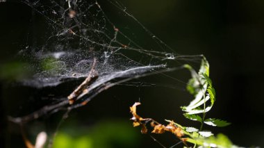 Örümcekler yağmur damlalarında örümcekler, alacakaranlıkta, yakın plan, seçilmiş odak.