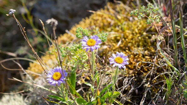 Hermosas flores de Aster alpino, primer plano, enfoque seleccionado. — Foto de Stock