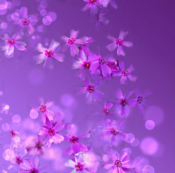 Purple floral background — Stock Photo, Image