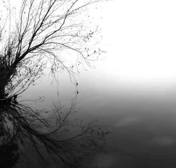 Árbol solitario sobre el agua — Foto de Stock