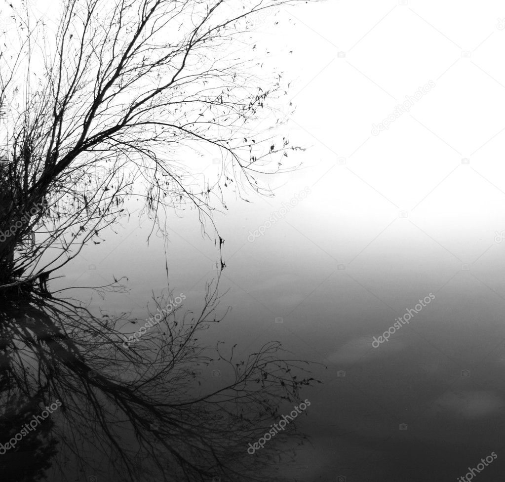Lonely tree above water