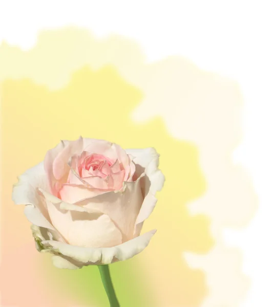 Sanfte Rose — Stockfoto