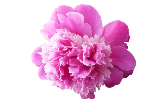 Finom rózsaszín bazsarózsa — Stock Fotó