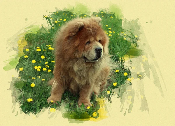 Beautiful fluffy dog with dandelions