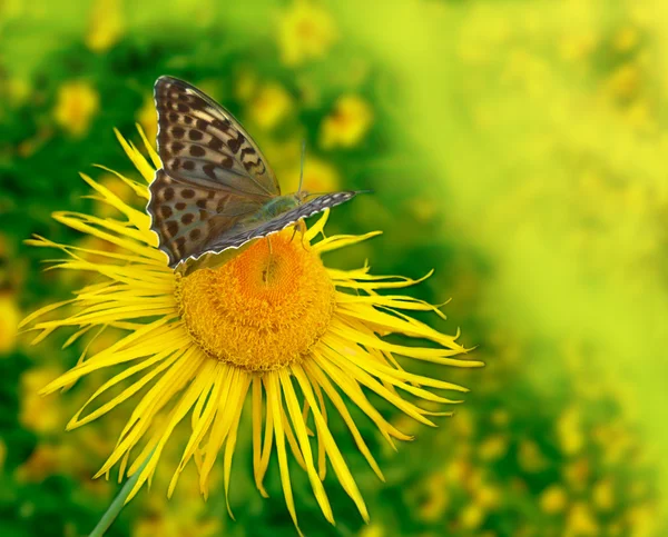 Fjäril på en blomma — Stockfoto