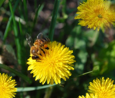 Sarı bir karahindiba arıya