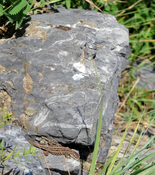 Izard på en sten — Stockfoto