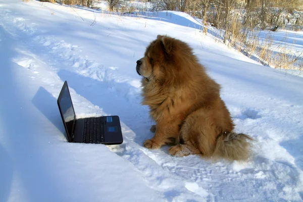 Pes a laptop — Stock fotografie