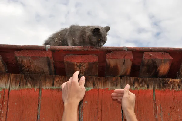 Gatto su un tetto — Foto Stock