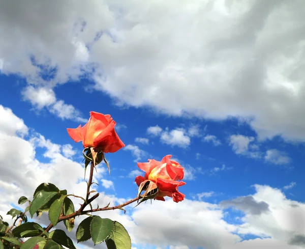 Δύο scarlet τριαντάφυλλα — Stockfoto