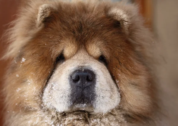 Portrait of a dog — Stock Photo, Image