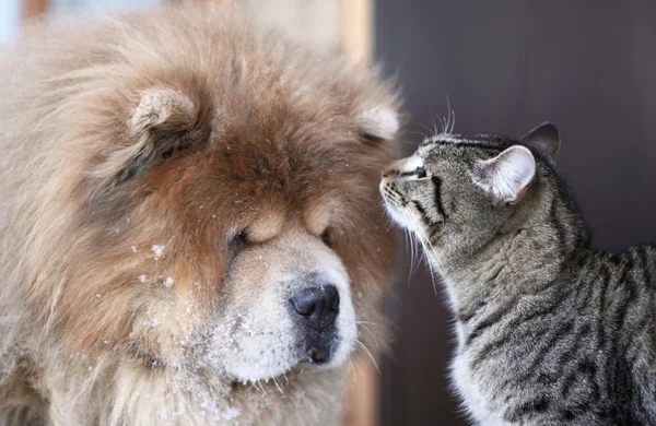 개와 고양이 — 스톡 사진