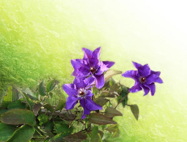 Клематис, фиолетовый цветок — стоковое фото