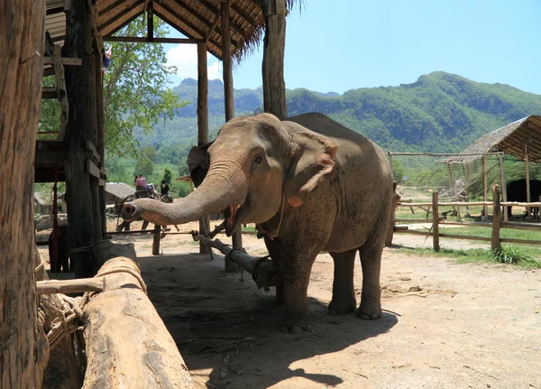 Elefant streckt Rüssel aus — Stockfoto