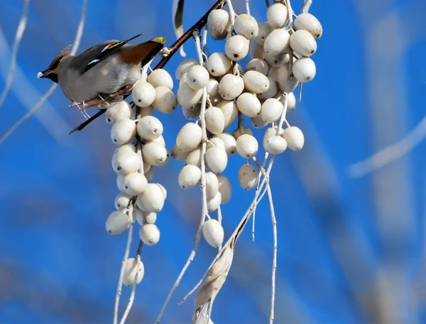 Pájaro en una rama — Foto de Stock