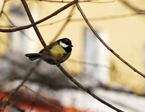 Mezen op een boom — Stockfoto