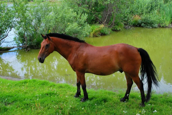 Bay häst på en brunnsorten — Stockfoto