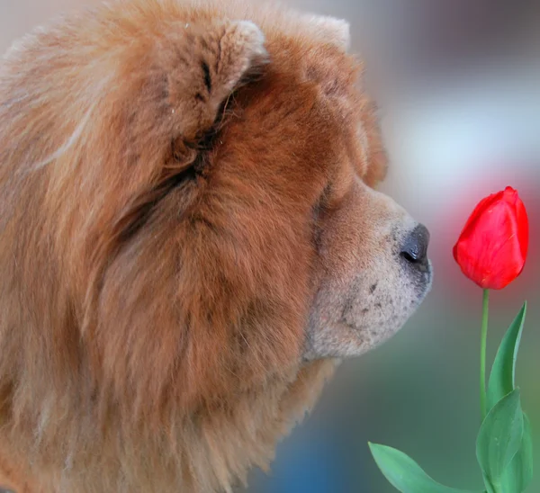Hund und rote Tulpe — Stockfoto