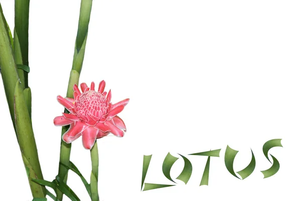 Eleganter rosa Lotus — Stockfoto