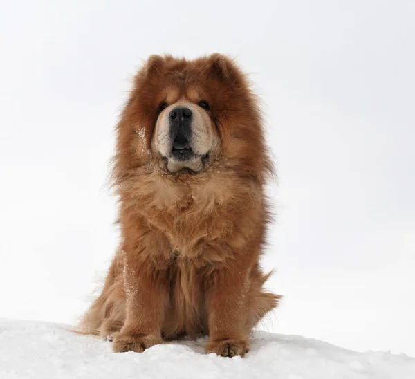 Dog of breed of the chow, sitting on a snow hill — Stock Photo, Image