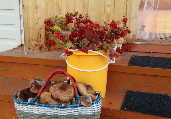 El otoño todavía vive con setas y bayas — Foto de Stock