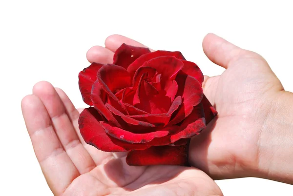 Red rose in female palms — Stock Photo, Image