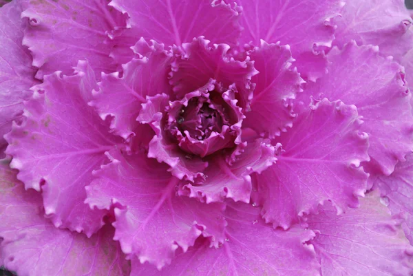 Декоративная розовая капуста — стоковое фото