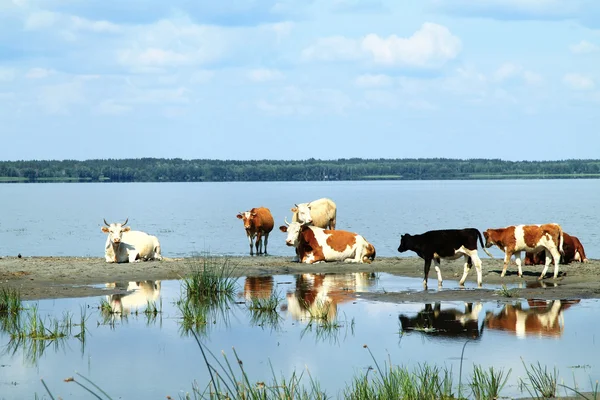 Manada de vacas no rio — Fotografia de Stock