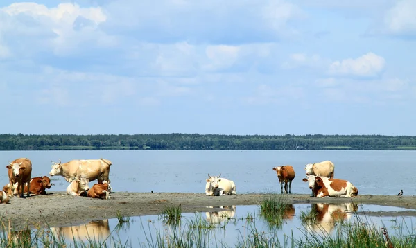 Herd of cows at the river — Stock Photo, Image