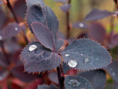 Yaprakların üzerinde su